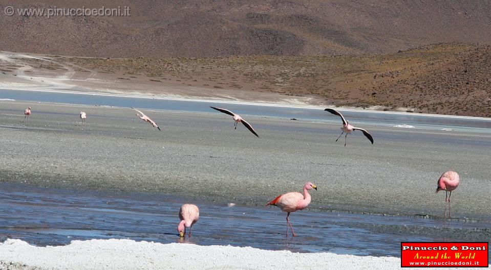 BOLIVIA 2 - Ruta de Las Joyas - Laguna Hedionda - Flamencos - 11.jpg